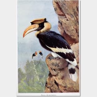 Pied Hornbill Posters and Art